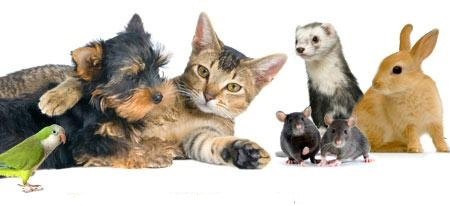 protection animaux vegan