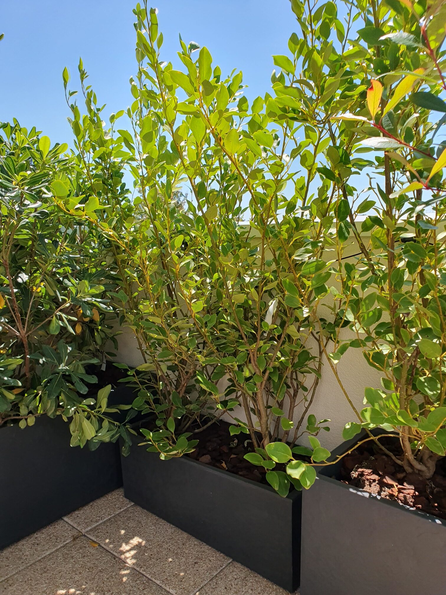 Les Griselinia Littoralis.