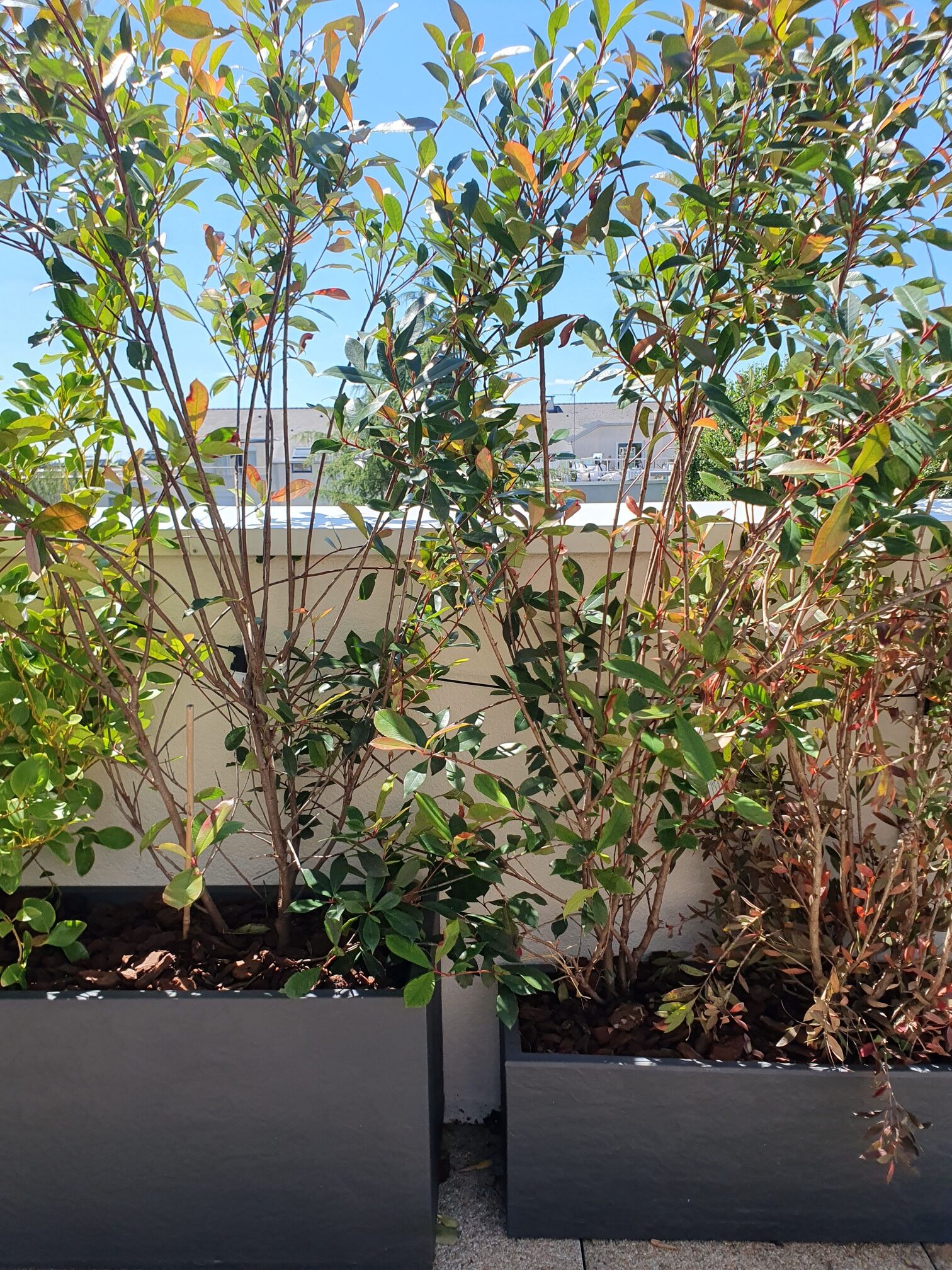 Les Photinias x fraseri 'Carré Rouge'