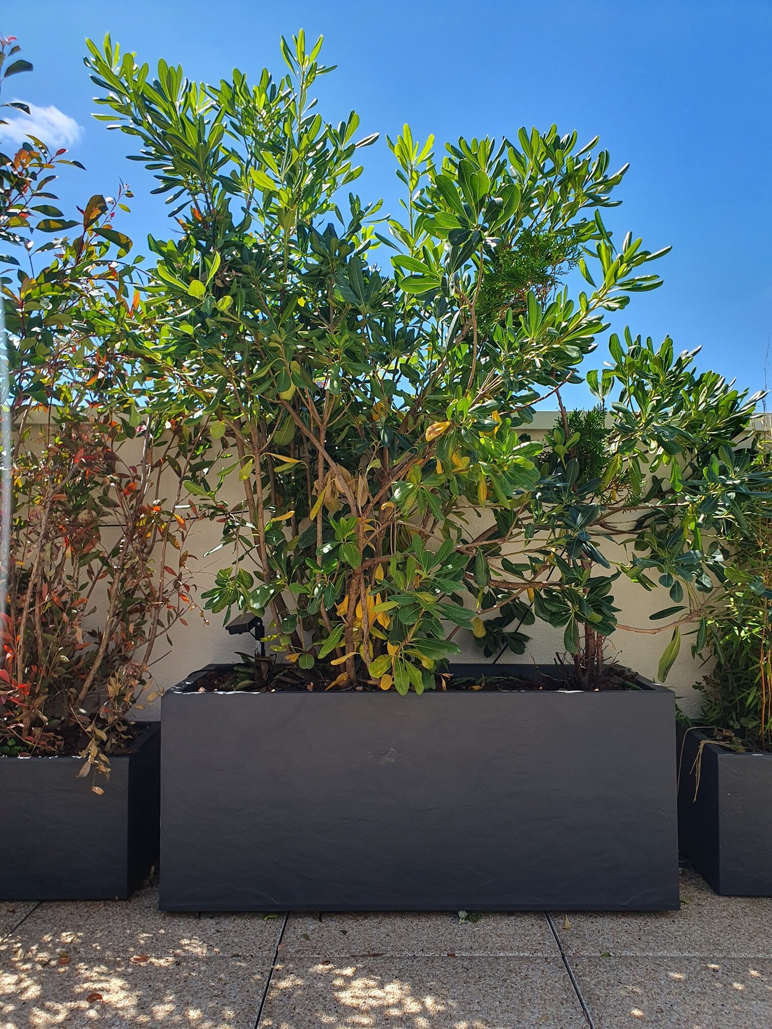 Un Pittosporum Tobira.