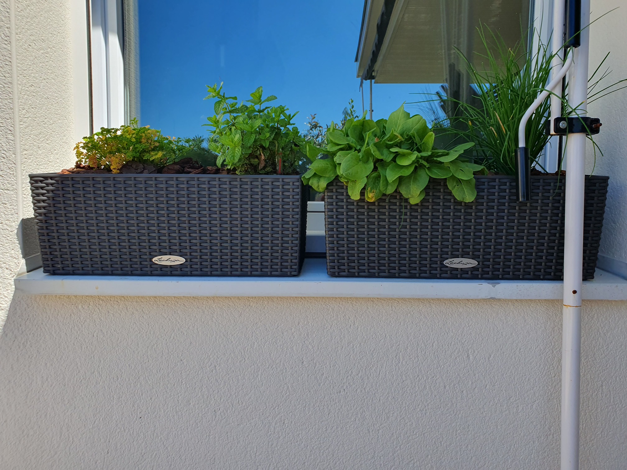 les plantes aromatiques dans leurs pots.