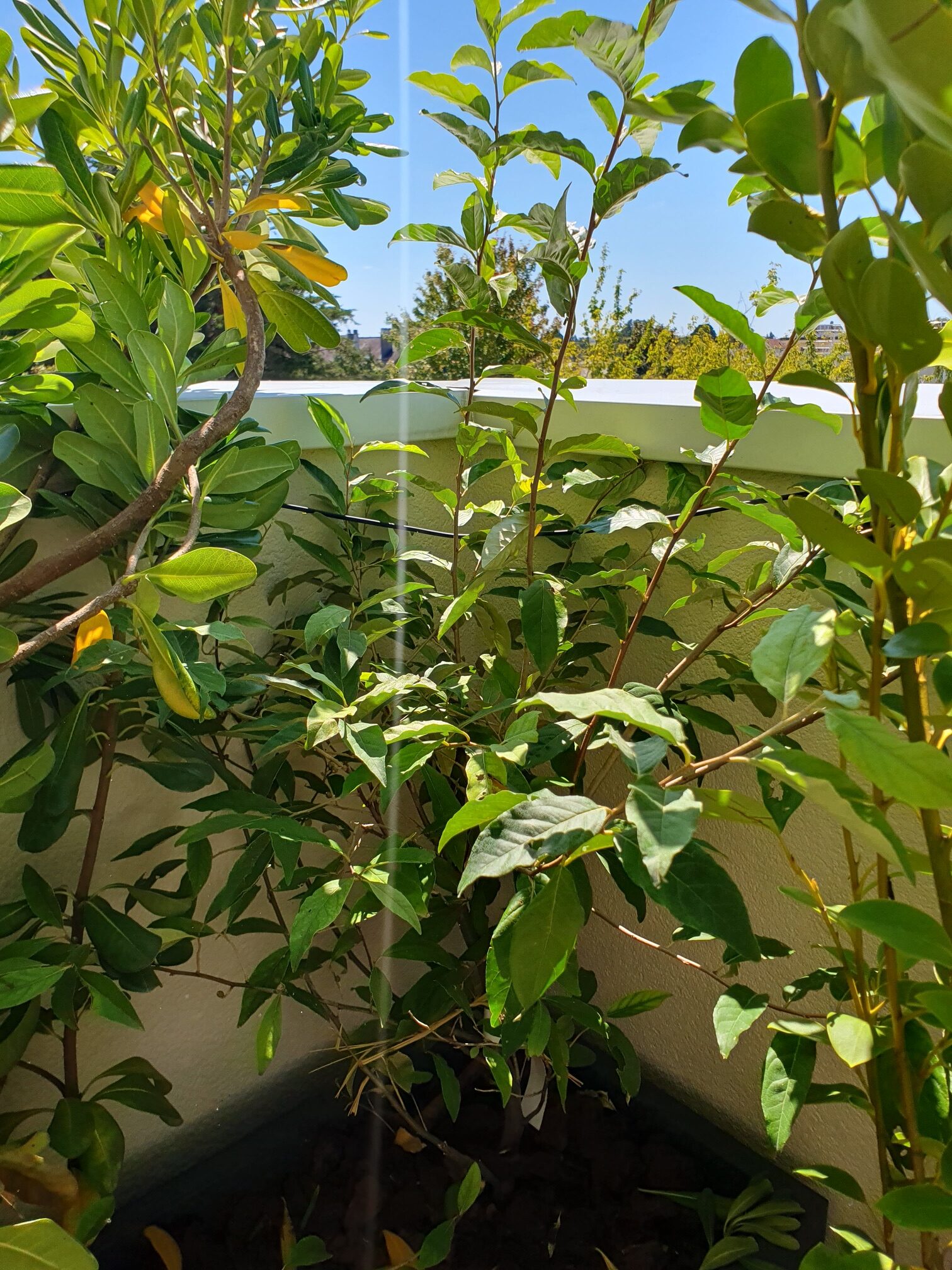 Un Eleagnus Fortunella.