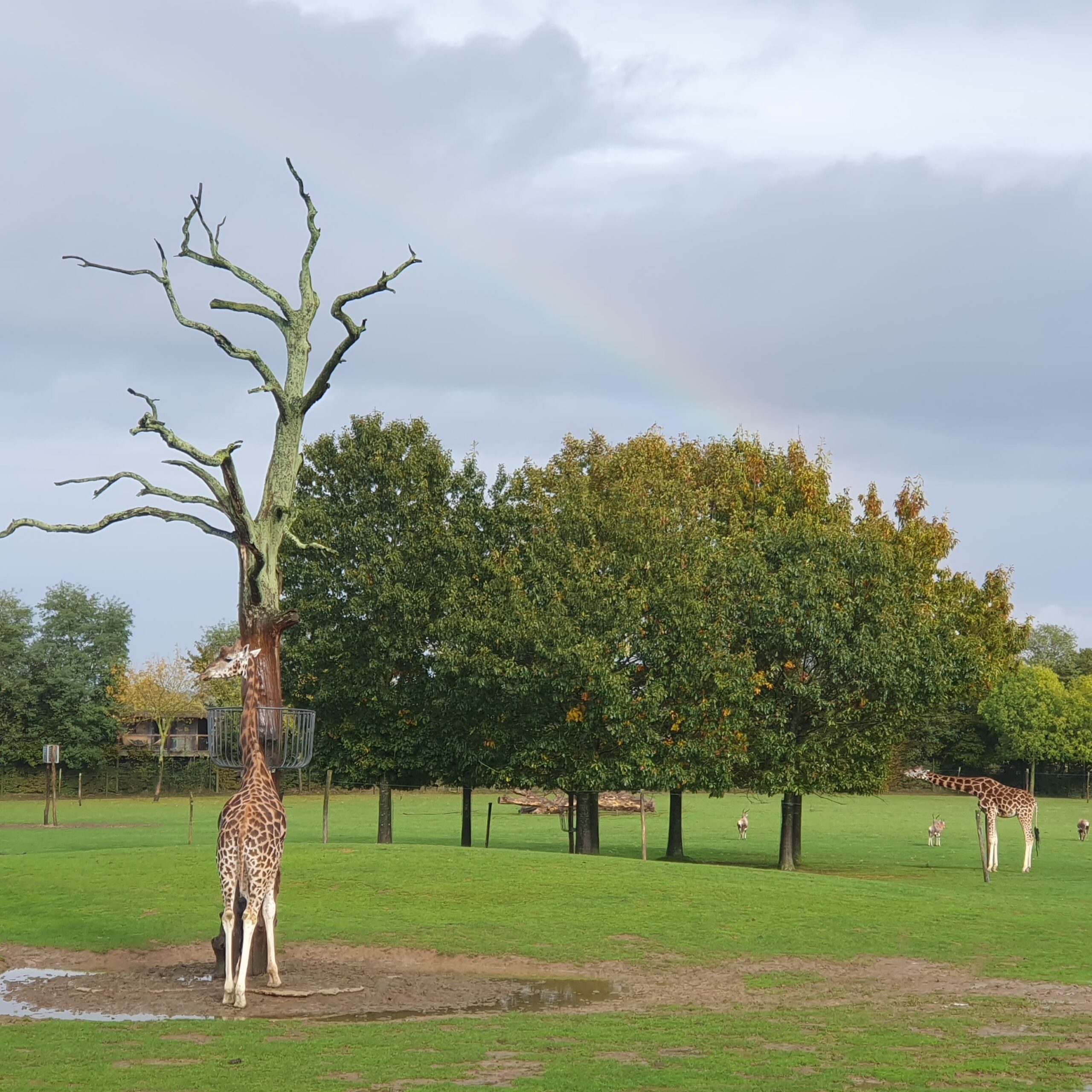 Girafe la Boissière du doré
