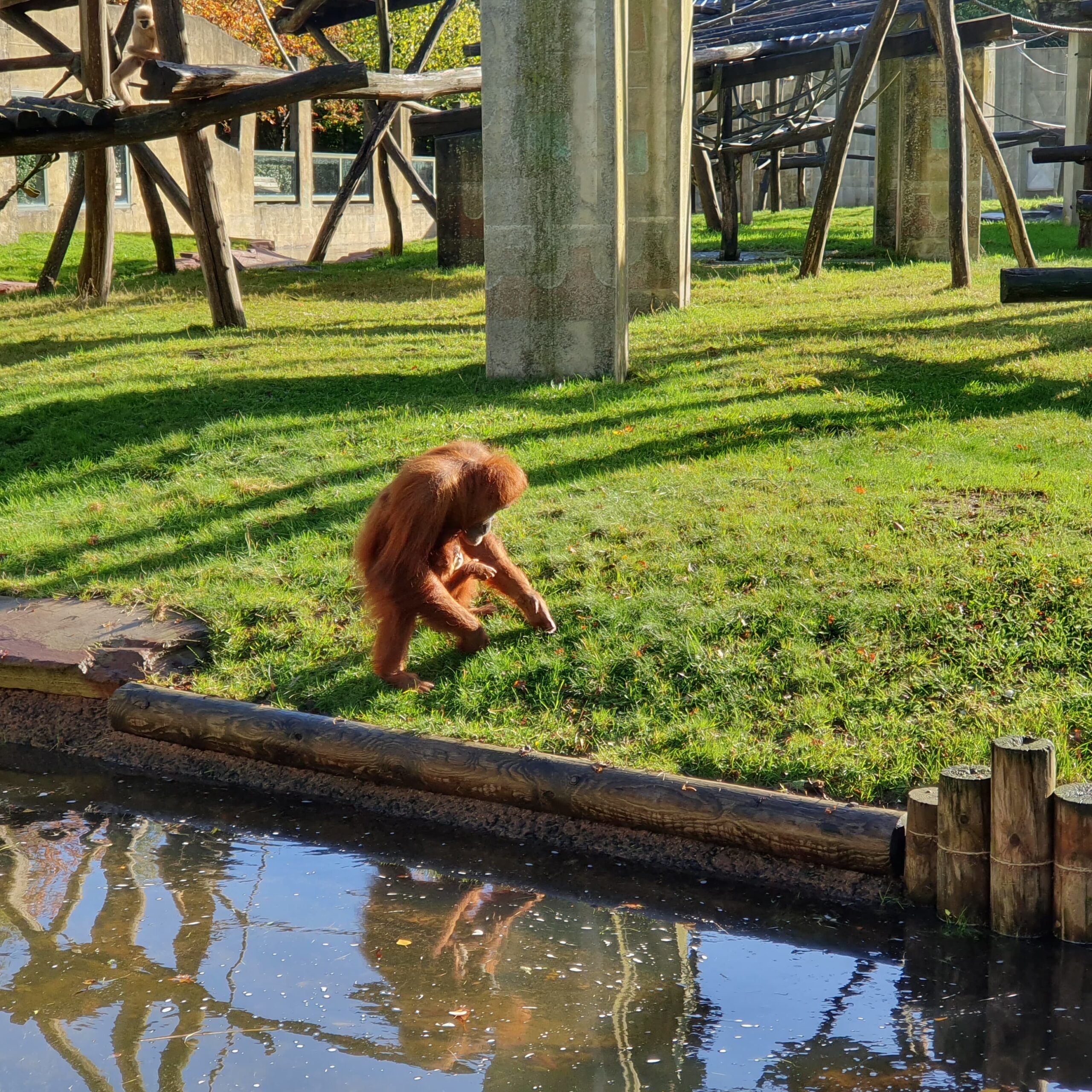 orang outan zoo la Boissière du doré