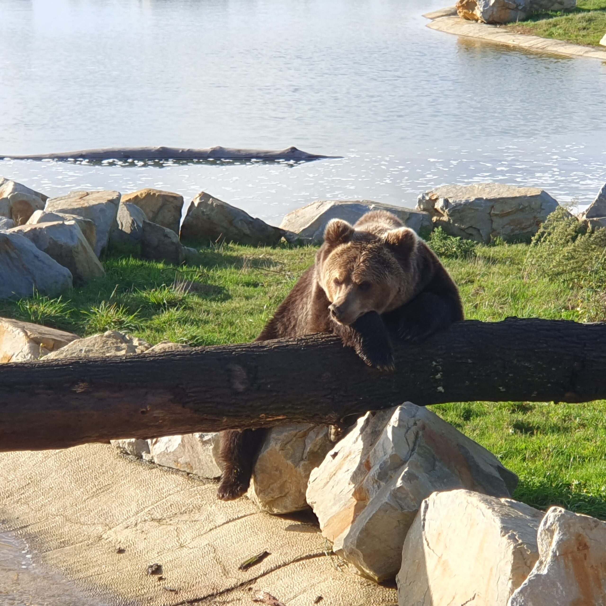 ours zoo la boissière du doré