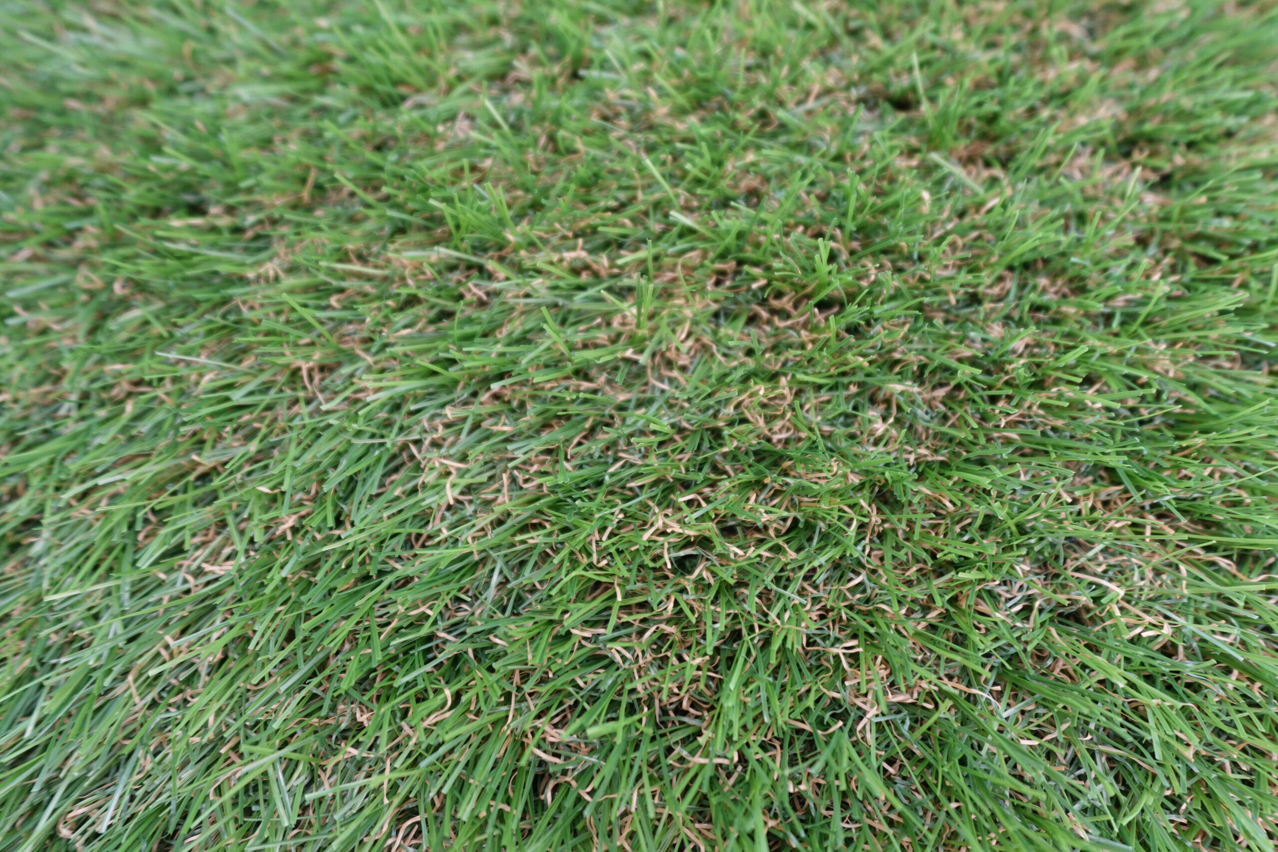 densité gazon synthétique Nortene